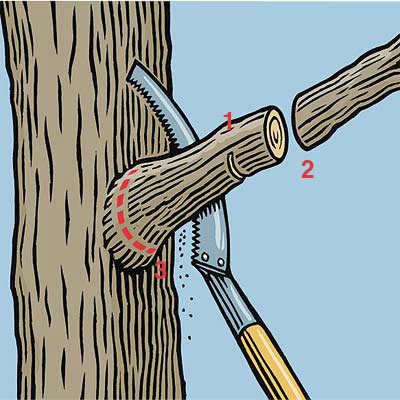 limbing instructions diagram pruner this old house tested tools