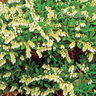 Japanese pieris Pieris japonica
