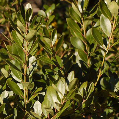 Inkberry Ilex glabra