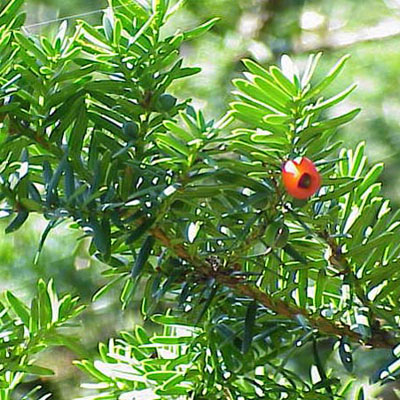 Japanese Yew Taxus cuspidata