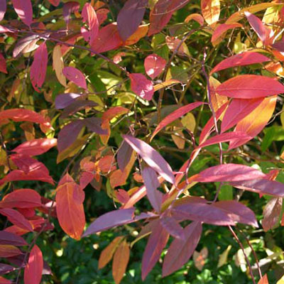 Virginia Sweetspire Itea virginica Henry's Garnet