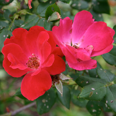 Knockout Rose Radrazz Radtko