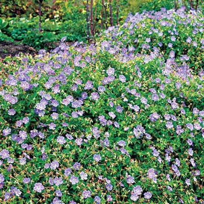 True Geranium Rozanne