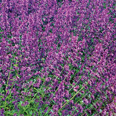 Catmint Nepeta racemosa Walker's Low