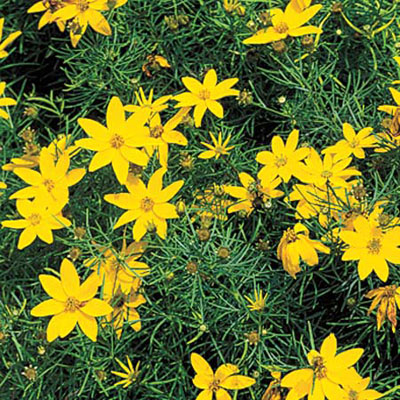 Tickseed Coreopsis Zagreb