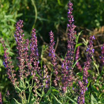 Salvia S. nemorosa Ostfriesland