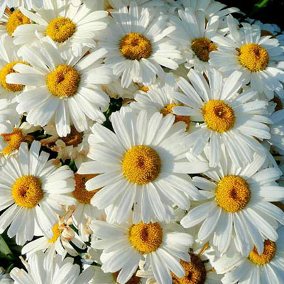 Shasta Daisy Leucanthemum x superbum Becky
