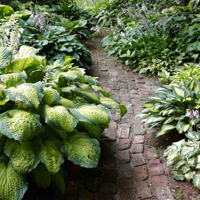 'Summer Serenade' and 'T-Dawg' hostas