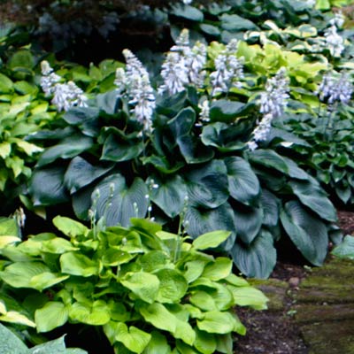 hosta 