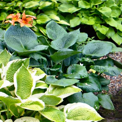 hosta 