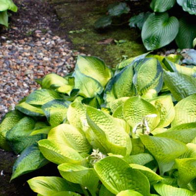 hosta 