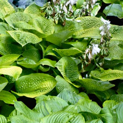 hosta 