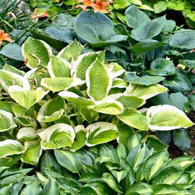hosta 