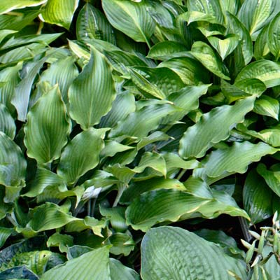 hosta 