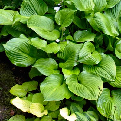 hosta 
