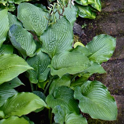 hosta 