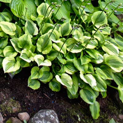 hosta 