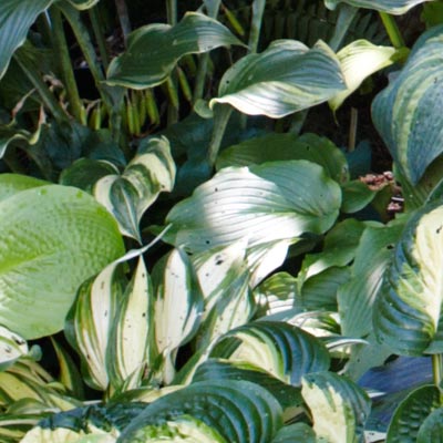 hosta 