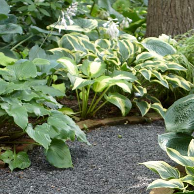 hosta 