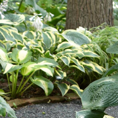 hosta 