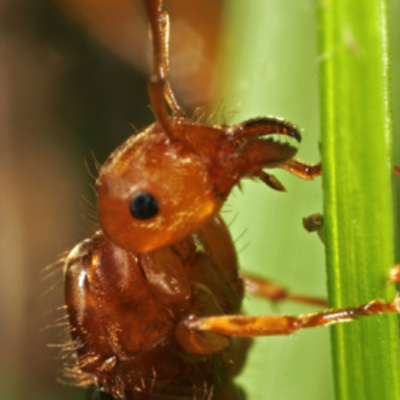 fire ant