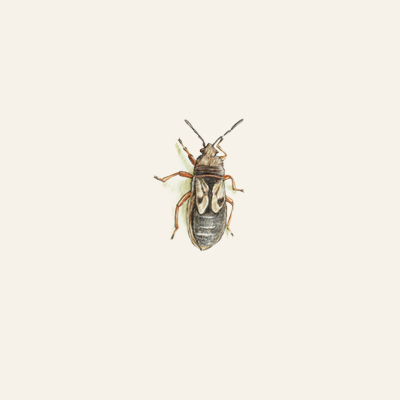 chinch bug spring lawn pest illustration