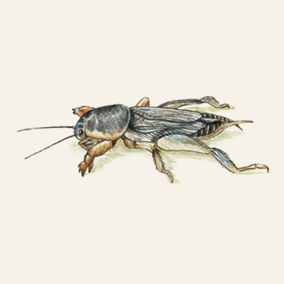 mole crickets fall lawn pest illustration 