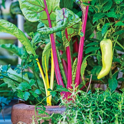chard, peppers and rosemary in a container garden