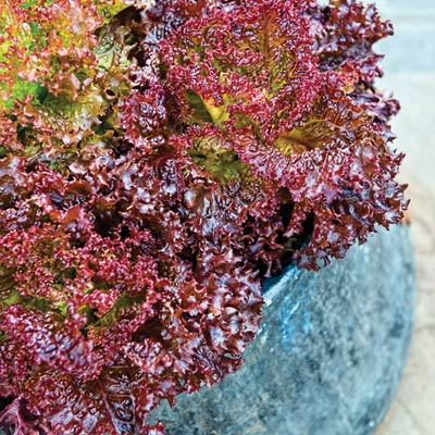'Lolla Rossa' lettuce in a container garden