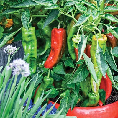 'Spanish Spice' peppers in a container garden
