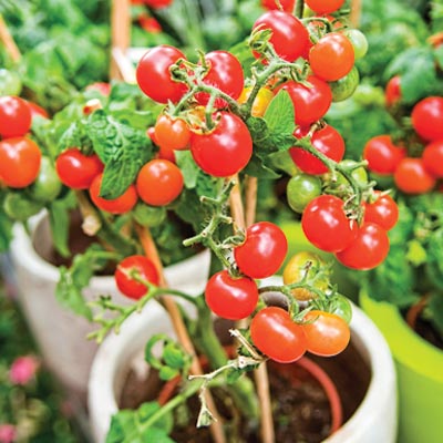 'Sweet 100' tomatoes in a container garden