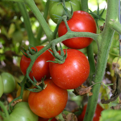 'Stupice' tomatoes in a container garden