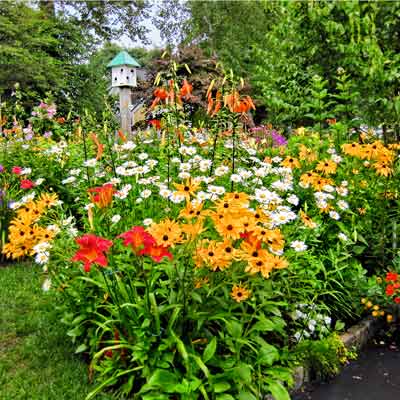 grass path in garden with Becky' Shasta daisies, 'Have Time' daylilies, and 'Goldsturm' black-eyed Susans