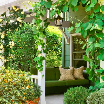 cottage garden with climbing roses, leafy grapevines climbing porch posts, pots of kumquat and rosemary