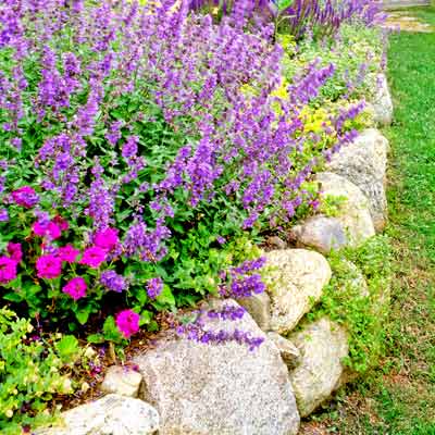 cottage garden with stone retaining wall and flower bed with catmint and salvia