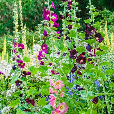 cottage garden with biennial hollyhocks