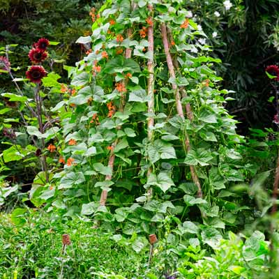 cottage garden with wood poles for climbing scarlet runner beans