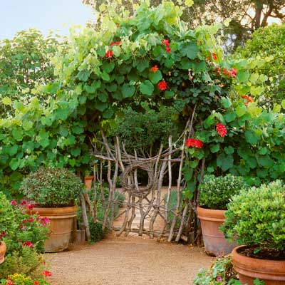 cottage garden with twig structure made into fence, garden gate and arch with climbing 'Joseph's Coat' roses