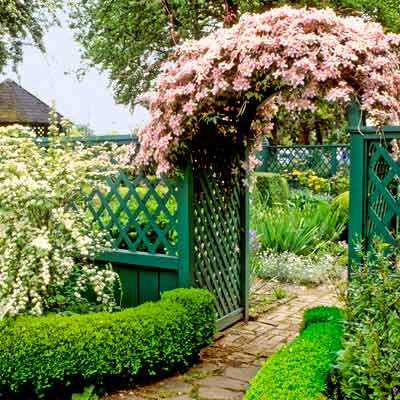 cottage garden with green wood fence and arbor with hawthorn shrub and clematis vine 