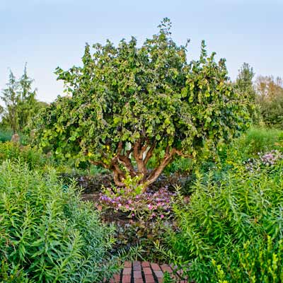 corkscrew hazel in garden room in autumn garden
