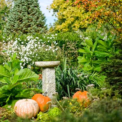 birdbath with pumpkins, yucca, Nicotiana sylvestris, Anemone 'Honorine Jobert' and blue Arizona fir in autumn garden