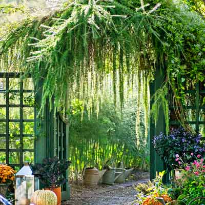 garden gate with arching larch (Larix pendular) with asparagus nearby in autumn garden