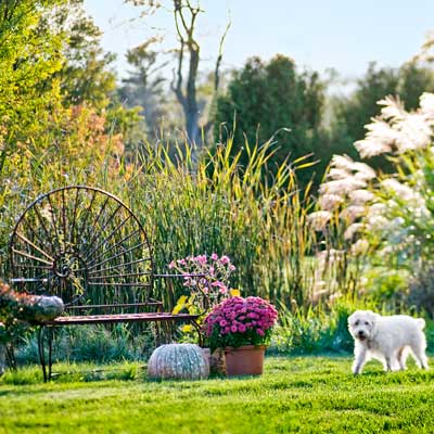 homeowner's dog walking by snail bench in wetland area with cattails, ornamental grasses, mums, autumn anemones, ornamental peppers in autumn garden
