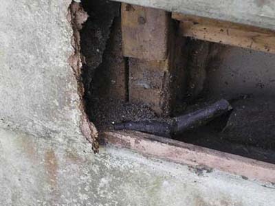 termite damage