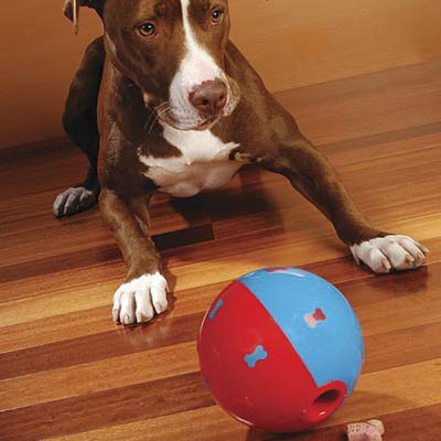 treat ball is a dog toy