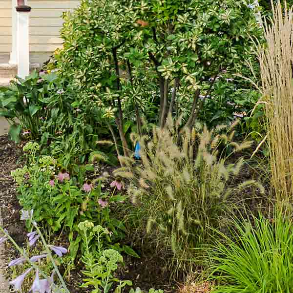 curb appeal boost on budget dutch colonial style home with cottage garden in place of lawn