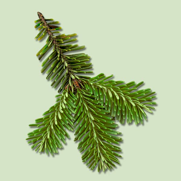 Fraser Fir | Demystifying Christmas Tree Buying | This Old House