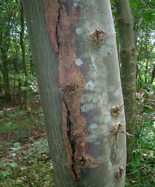 landscape first aid sun scald