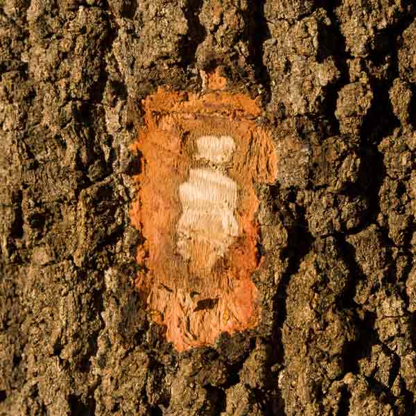 Tree Bark Repair EndOfSeason Landscape First Aid This Old House