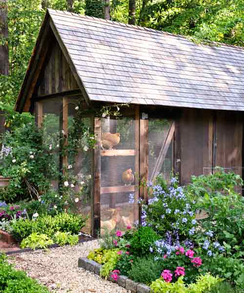  The Chickens | 10 Ways to Build a Better Chicken Coop | This Old House